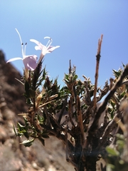Barleria rigida