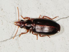 Plochionus