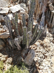 Euphorbia virosa virosa