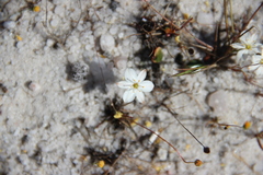Chlorophytum calyptrocarpum