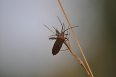 Physomerus centralis