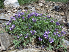 Scutellaria tuvensis