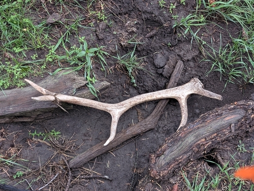 Elk photographed in New Mexico