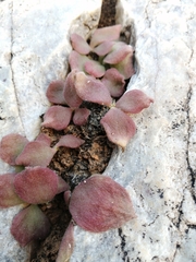 Tylecodon ellaphieae