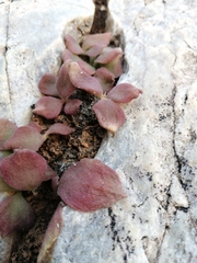 Tylecodon ellaphieae