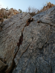 Tylecodon ellaphieae