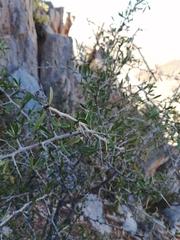 Gymnosporia gariepensis