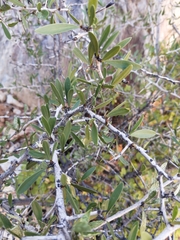 Gymnosporia gariepensis