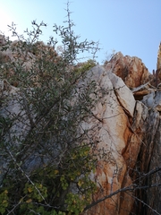 Gymnosporia gariepensis