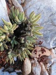 Crassula garibina