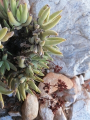 Crassula garibina