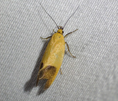Merocroca automima