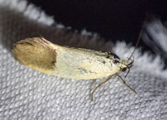 Merocroca automima