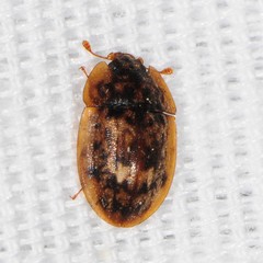Lobiopa undulata