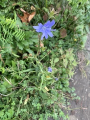 Cichorium intybus