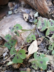 Oxalis hirsutibulba