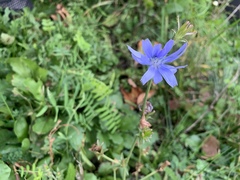Cichorium intybus
