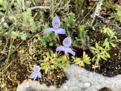 Disa maculata