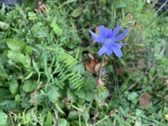 Cichorium intybus