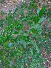 Buxus sinica