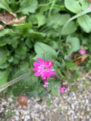 Silene dioica