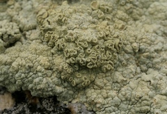 Protoparmeliopsis pinguis