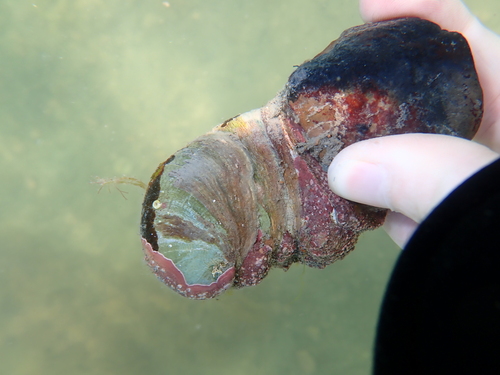 Crepidula fornicata