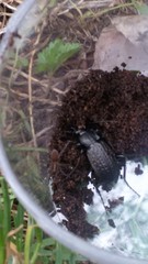 Carabus granulatus interstitialis