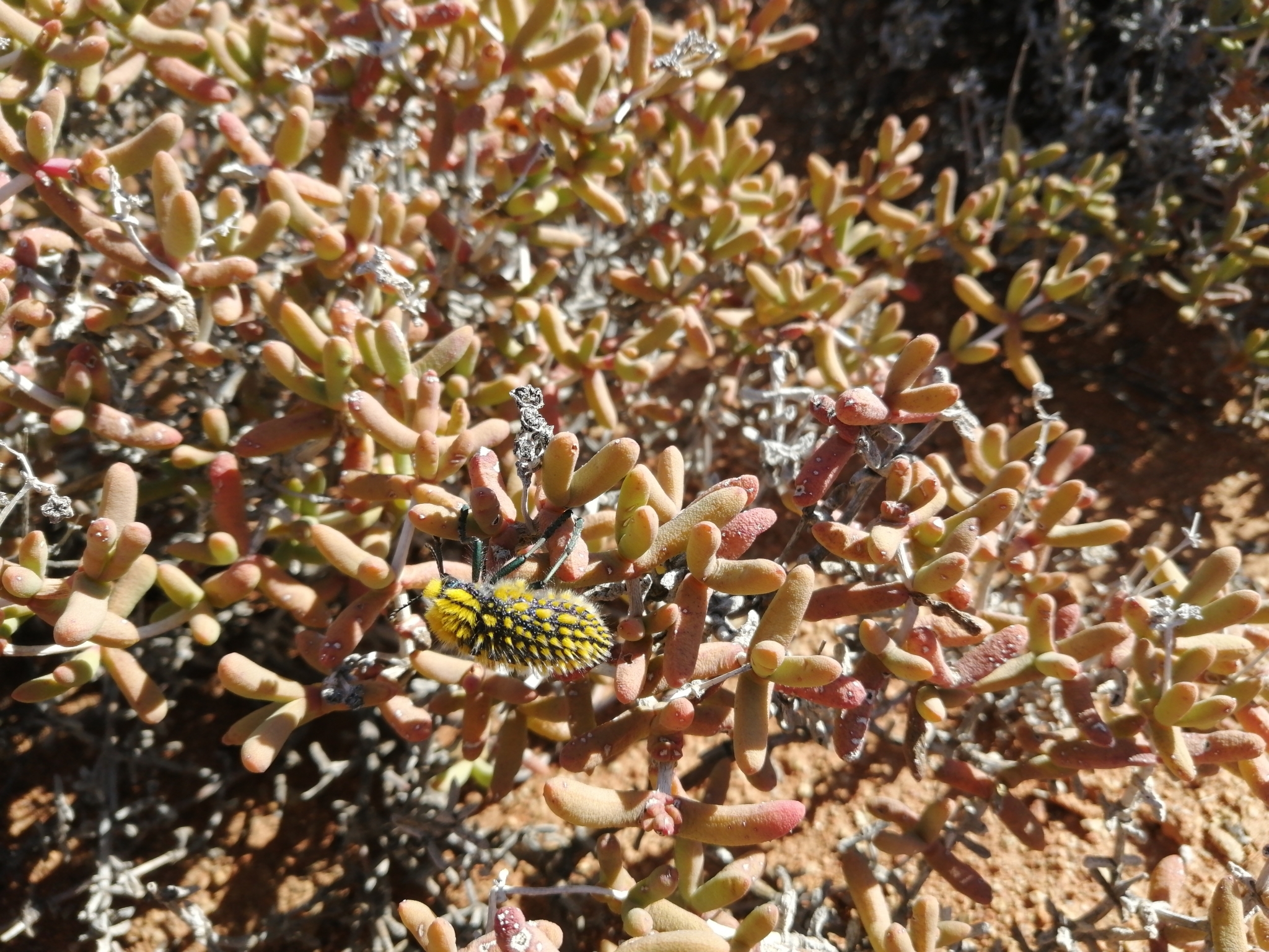 Julodis viridipes