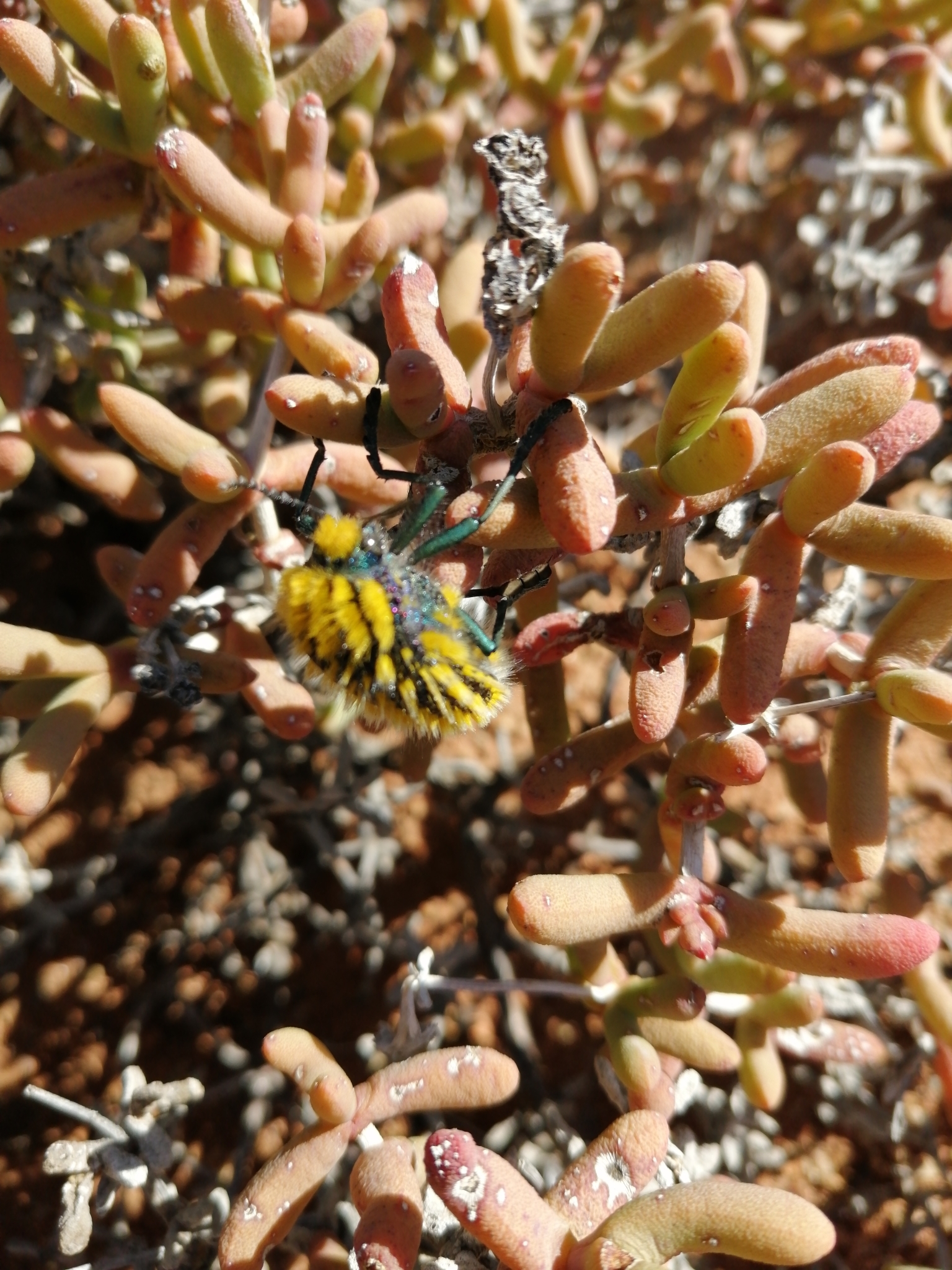 Julodis viridipes