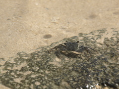 Metopograpsus