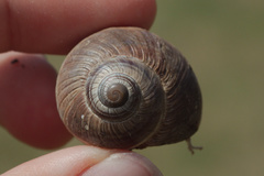 Helix melanostoma