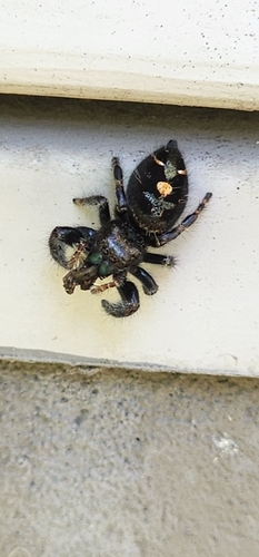 Bold Jumping Spider photographed in Minnesota
