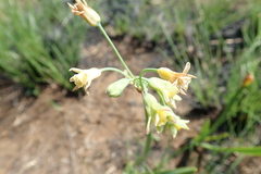Tulbaghia ludwigiana