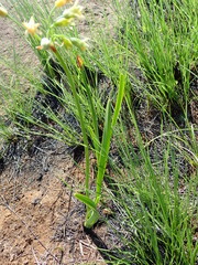 Tulbaghia ludwigiana