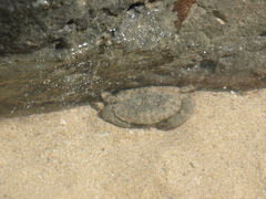 Leptodius sanguineus