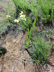 Tulbaghia ludwigiana