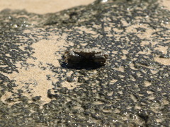 Leptodius sanguineus