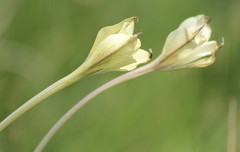 Gladiolus longicollis