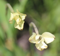 Gladiolus longicollis