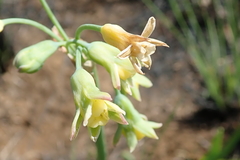 Tulbaghia ludwigiana