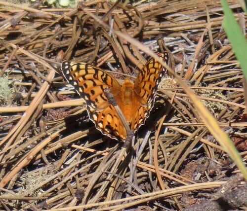 Edwards's Fritillary photo 4