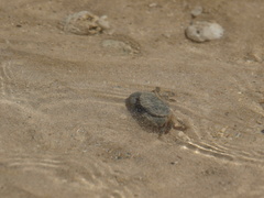 Leptodius sanguineus