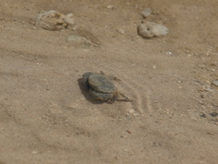 Leptodius sanguineus