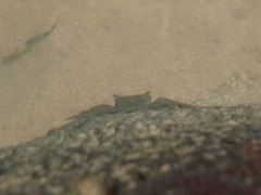 Metopograpsus