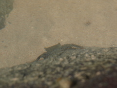 Metopograpsus