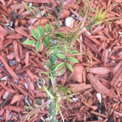 Rose rosette emaravirus