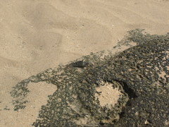 Metopograpsus