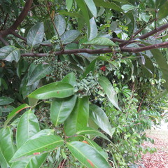 Guioa acutifolia