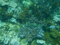 Epinephelus fuscoguttatus